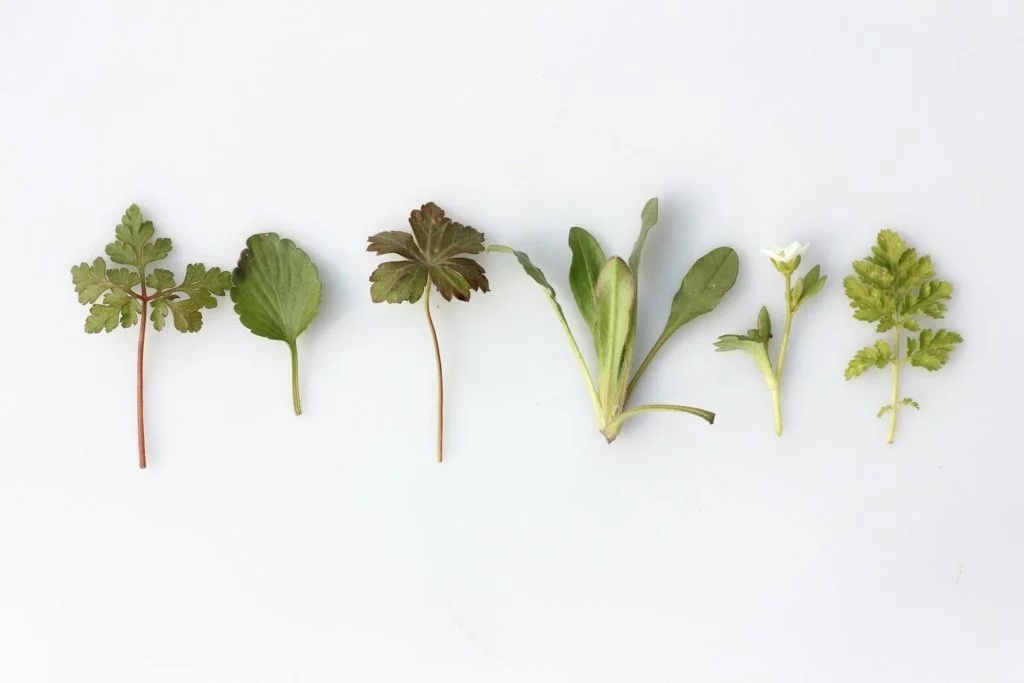 plant